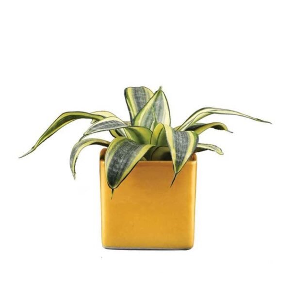 Ugaoo Square Yellow Ceramic Pot